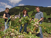Wandern zwischen Kühen (Foto: Marikka-Laila Maisel)
